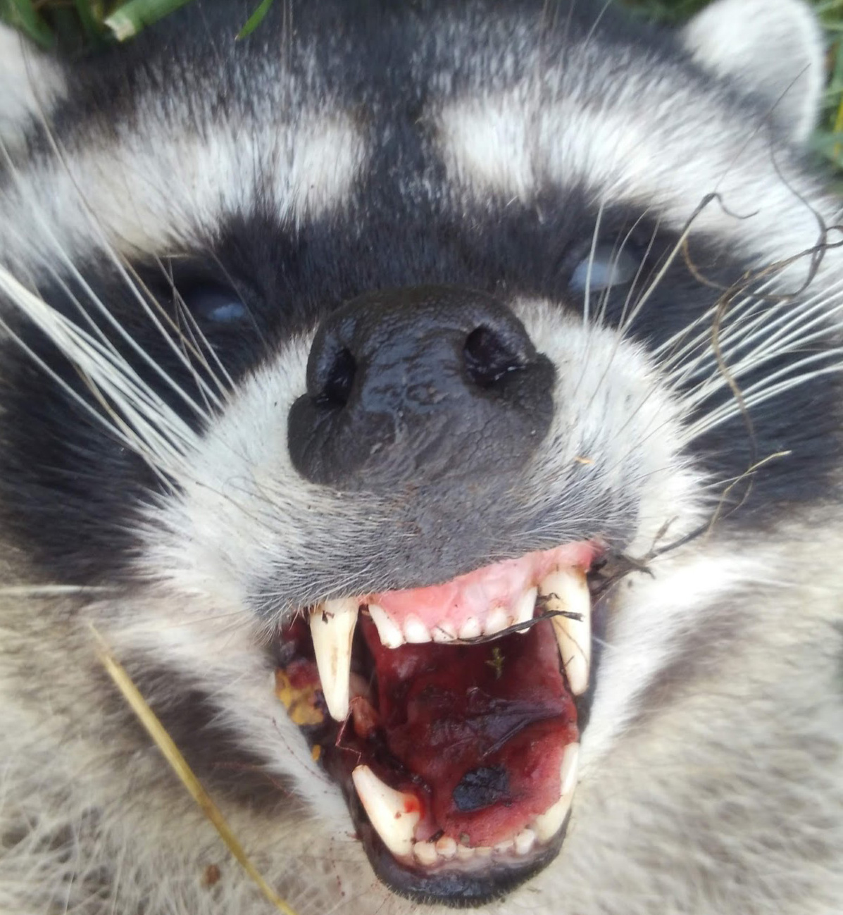 Raccoon pest removal in the Willamette Valley