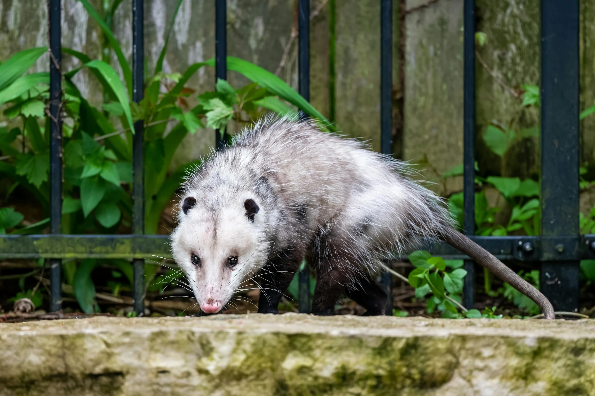 Wild opossum run rampant throughout the Pacific Northwest. Animal Control NW are professional trappers that will alleviate your opossum pest problem